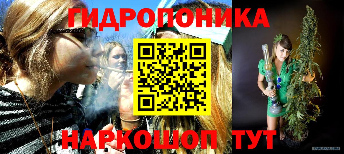Канабис сатива Баксан